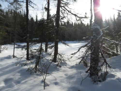 Résidence touristique Lodge des Bois