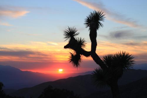 29 Hillside by JTNP Visitor Center