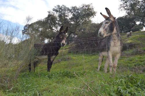 Herdade Ribeira de Borba