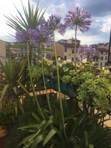 Terrazza su Sant'Ambrogio a Firenze