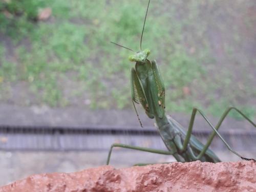 Iguanitas Lodge — Photo 6
