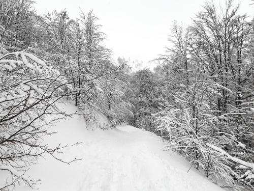 Gostynna Rodyna - image 7
