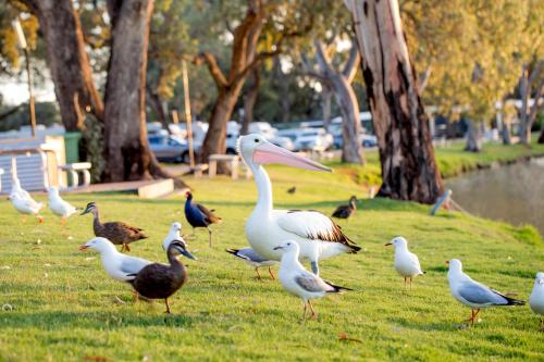 BIG4 Renmark Riverfront Holiday Park