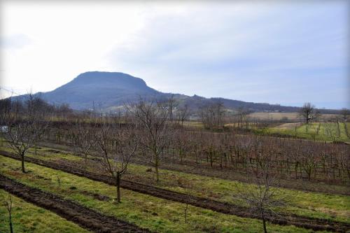  Kék nefelejcs in Tapolca