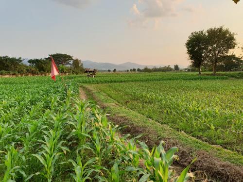 ร่มไม้สายธาร(Rommaisaitharn Resort) in Phrae