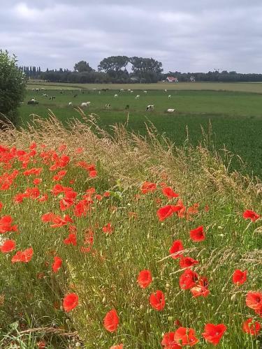 穆森泽勒住宿加早餐旅馆 穆森泽勒住宿加早餐旅馆
