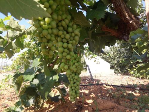 Casa Rural Bodega de los Lobera