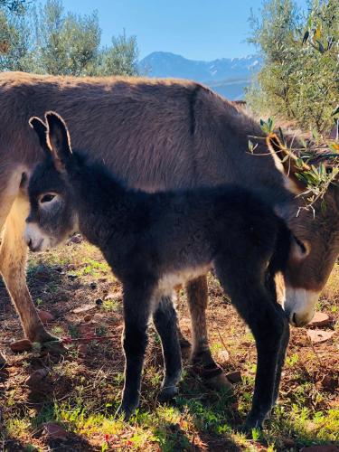 Les Jardins de Taja Les Jardins de Taja
