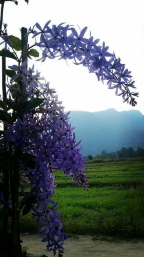 Ban Thung Talay Mok Chiangdao