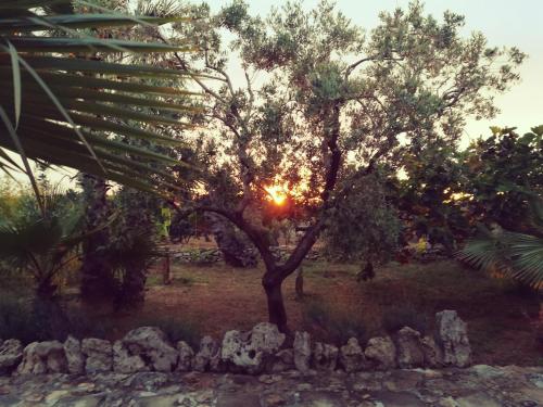 Agriturismo Tenuta La Siesta - image 10