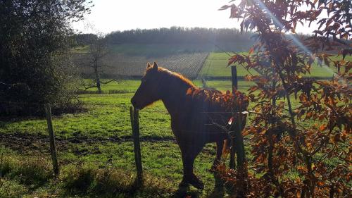 La Cadole de Chardonnay