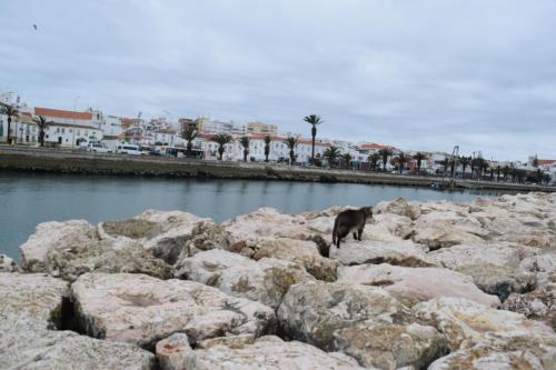 BeachCity Guesthouse