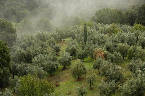 Castello di Mugnana - image 11