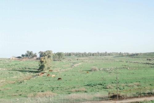 קדמת צבי