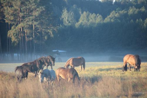 Zagroda Warmińska Pszczoła