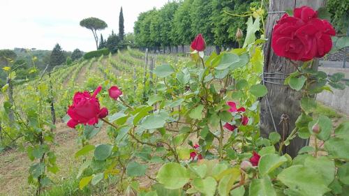 RESIDENCE IL VIGNETO