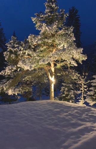 DAS HAUS IM WALD - main image