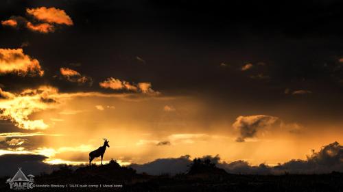 Talek Bush Camp , Masai Mara