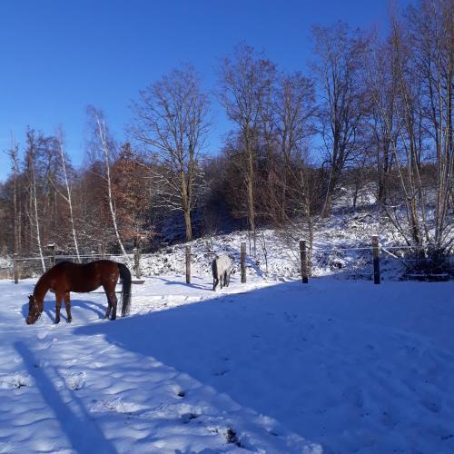 Le Gîte du Cheval Blanc - Location saisonnière - Fraize