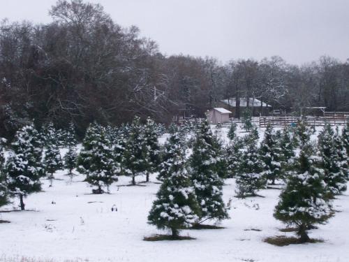 Kelumac Christmas Tree Farm B&B