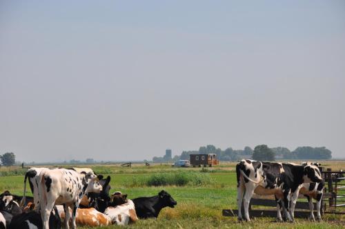 Your Cozy Waggon at the Cows' Paradise, Amsterdam (photo 4)