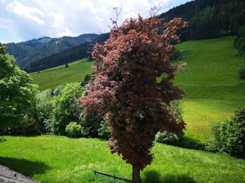 Haus Elsasser Haus Elsasser