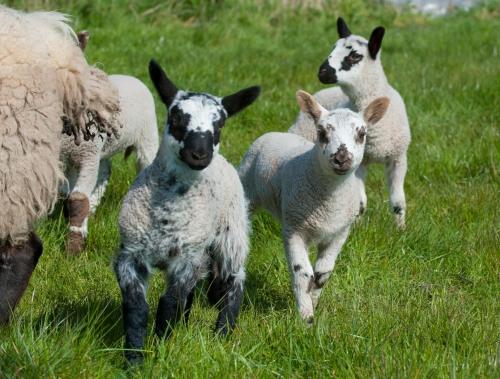 Broome Park Farm B&B - image 7