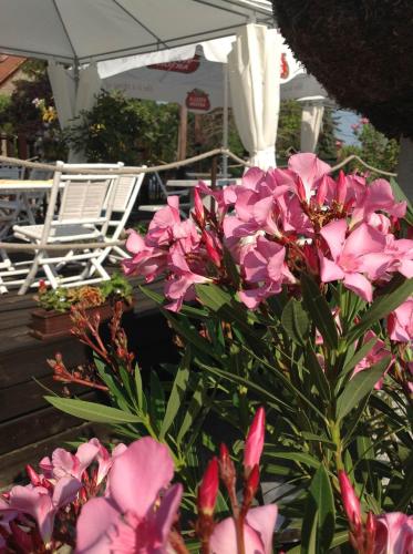 Viktória Inn Tihany - image 4