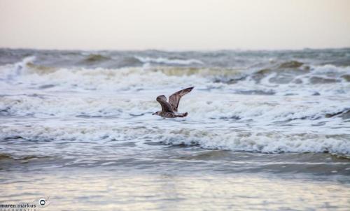 Inseltraum Norderney 1 Haus Bielefeld Apartment In Norden