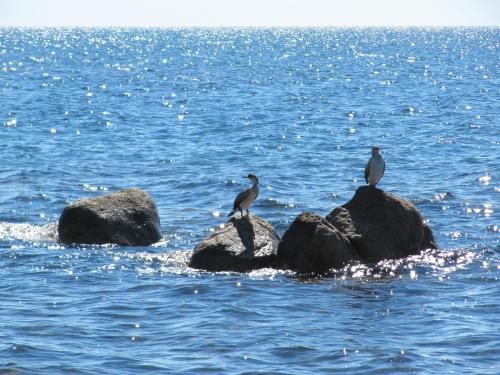 Photo 63 Hotel Costa dei Fiori