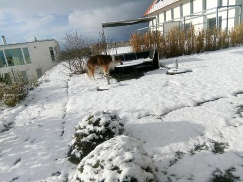 Swiss Borzoi House