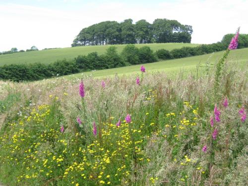 Hollamoor Farm - image 6