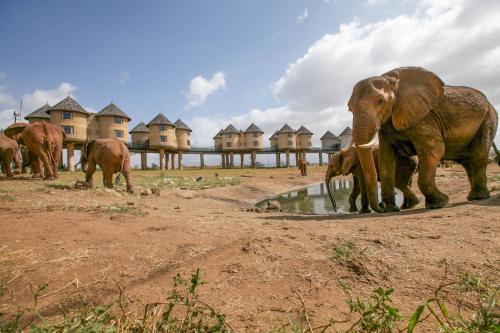 Salt Lick Safari Lodge