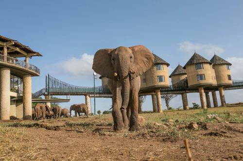 Salt Lick Safari Lodge