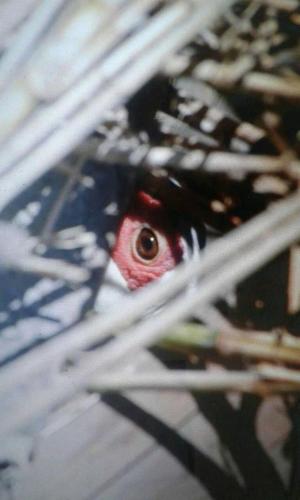 Romitorio di Castiglione del Lago