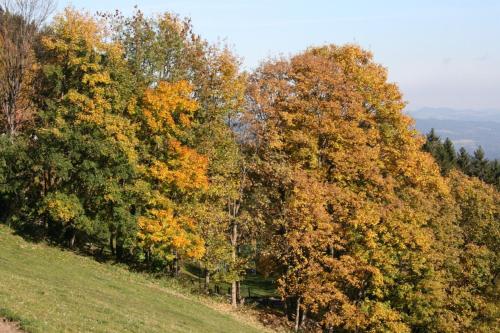 Almbauer Morgenbesser - image 6