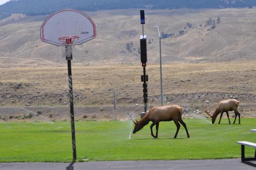 Uitzicht, Yellowstone Village Inn and Suites in Gardiner