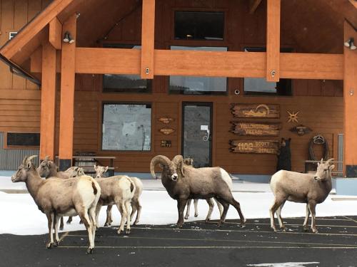 Yellowstone Village Inn and Suites in Gardiner, USA