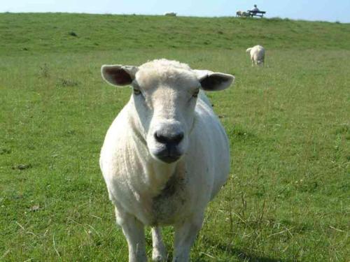 Zur alten Schmiede in 庫薩文