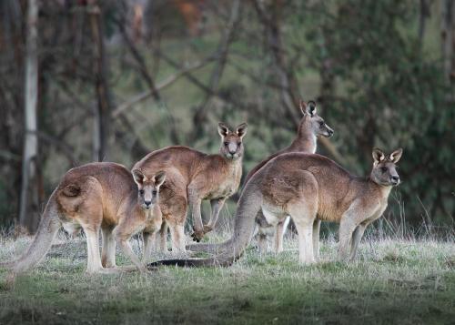 Pound Creek Gallery in Tumbarumba