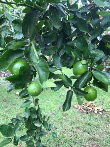 Kert, Casa paRABEns! in Taquari