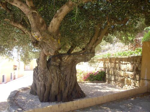 Asteras Studios, Argostoli (foto 5)