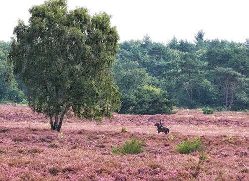 B&B de Sfeerhoeve