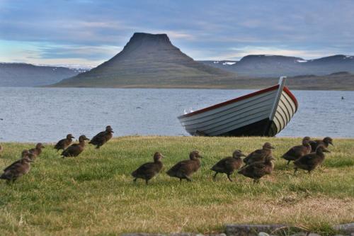 Hotel Isafjordur - Horn