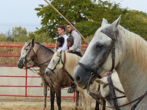 Camping le Camarguais