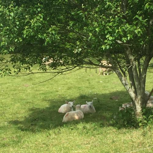 The Barn Annexe, Cefn-Yr-Allt