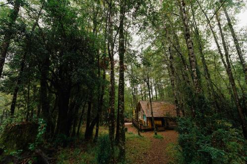 Huilo Huilo Cabanas del Bosque