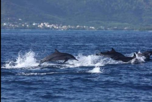 View on Ilot Fourneau
