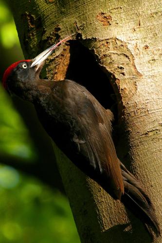Bobrowa Dolina - main image