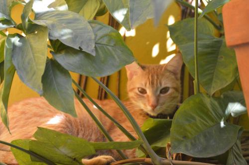 Cat House